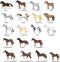 Horse breeds Set, Various Stallion,  Animal , Gallop and Draug Horse - Illustration - Vector