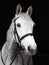 Horse in Bridle Headshot