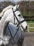 Horse in Bridle Headshot