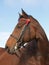 Horse In Bridle Headshot