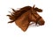 Horse in bridle, running mustang head vector