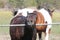 Horse Brown Behind Fence