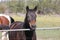 Horse Brown Behind Fence