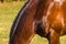 Horse Brown Closeup Grooming