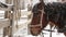 Horse brown face under snow on farm- close-up