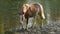 Horse brown, grazing by the river, standing on the shore, drinking water