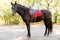 Horse. Brown horse with a red saddle in the park.