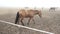 The horse is brown, the horse is walking in the field, heavy fog.