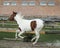 Horse with brown spots and light mane standing on green grass