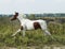 Horse with brown spots and light mane standing on green grass