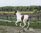 Horse with brown spots and light mane standing on green grass