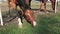 Horse with Brown and white head eats grass. Close up.