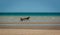 Horse and buggy trotting on the beach