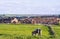 Horse and calf in meadow in Whitby in North Yorkshire