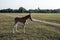 A horse calf standing in a vast ground in the city of Kolkata..