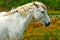 Horse in Camargue