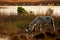 Horse of Camargue with a cattle Egret