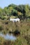 Horse in Camargue, France