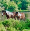 horse came to the river to drink water