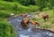 Horse came to the river to drink water