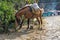 Horse with a cargo saddle