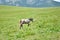 Horse, Carpathian Mountains