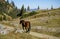 Horse in the Carpathian mountains trail , Romania