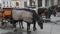 Horse and carriage carrying tourists visiting Vienna. Vienna Wien is the capital and largest city of Austria, and one of the 9 sta