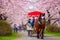 A Horse carriage at Kitakami Tenshochi park with Full bloom Sakura