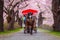 A Horse carriage at Kitakami Tenshochi park with Full bloom Sakura