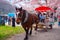 A Horse carriage at Kitakami Tenshochi park with Full bloom Sakura