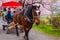 A Horse carriage at Kitakami Tenshochi park with Full bloom Sakura