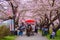 A Horse carriage at Kitakami Tenshochi park with Full bloom Sakura