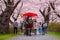 A Horse carriage at Kitakami Tenshochi park with Full bloom Sakura