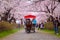 A Horse carriage at Kitakami Tenshochi park with Full bloom Sakura