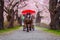 A Horse carriage at Kitakami Tenshochi park with Full bloom Sakura