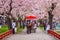 A Horse carriage at Kitakami Tenshochi park with Full bloom Sakura