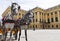 Horse carriage near Schonbrunn palace