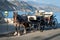 Horse carriage is staying in port of Paleochora town, Crete island, Greece