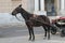 horse with carriage for tourists