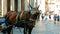 Horse and carriage transporting tourists in the Pantheon square, Rome