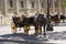 Horse carriages in front of Seville Cathedral in Spain