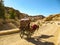 A horse cart carrying tourists on dusty road at sunset in Petra, Jordan. Petra is one of the worlds greatest archeological sites