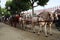 The horse cart ride at the Seville fair, Andalusia Spain.