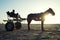 Horse and Cart Sunset on Brazilian Beach