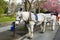 Horse and Cart in Victoria Canada