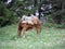 horse for carying firewood on a field