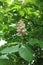 Horse chestnut, acorn, esculus Aesculus