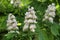 Horse chestnut (Aesculus hippocastanum, Conker tree) flowers