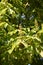 Horse chestnut (Aesculus hippocastanum) - inflorescences with flower buds